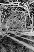 Televine, photography art (hub) is affiliated with topgallerylink.com the future link to top art galleries.